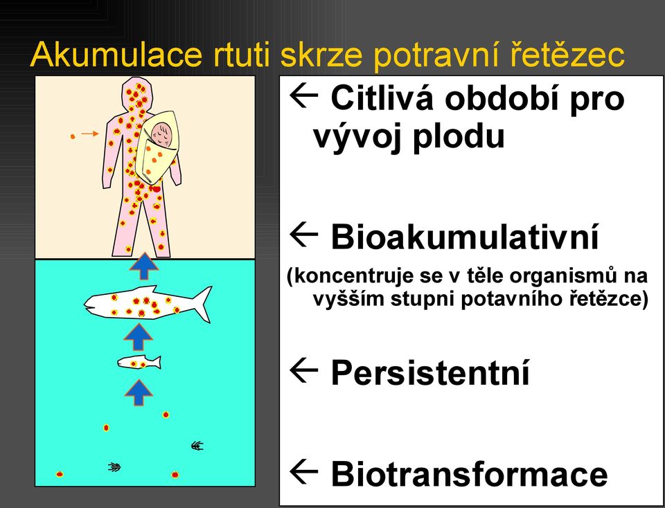 Bioakumulativní (koncentruje se v těle