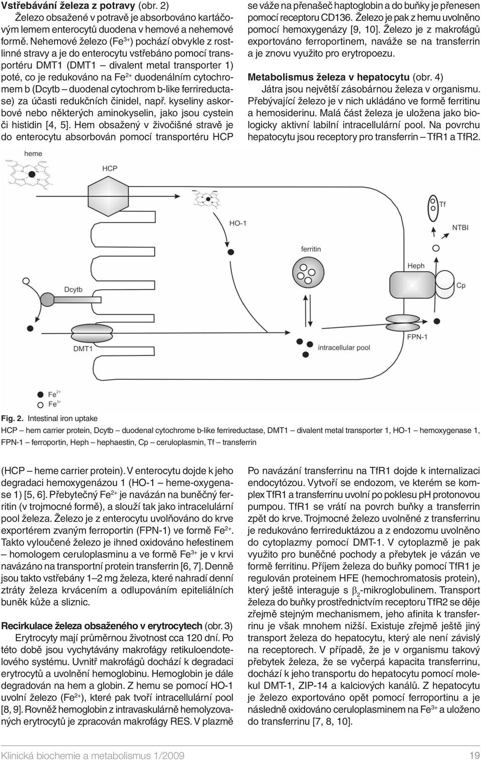 cytochromem b (Dcytb duodenal cytochrom b-like ferrireductase) za účasti redukčních činidel, např. kyseliny askorbové nebo některých aminokyselin, jako jsou cystein či histidin [4, 5].