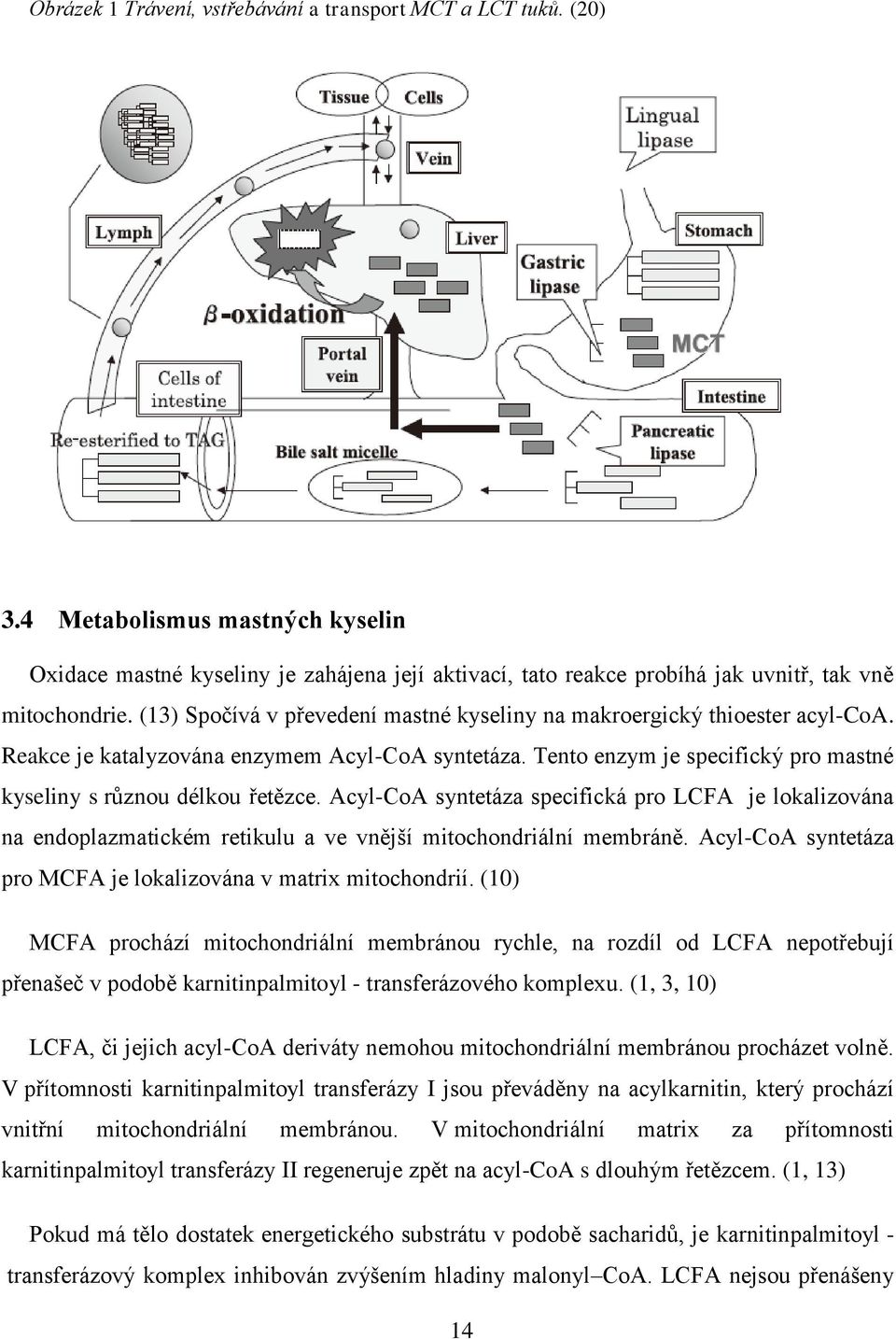 (13) Spočívá v převedení mastné kyseliny na makroergický thioester acyl-coa. Reakce je katalyzována enzymem Acyl-CoA syntetáza. Tento enzym je specifický pro mastné kyseliny s různou délkou řetězce.