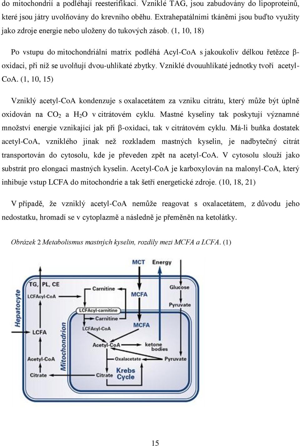 (1, 10, 18) Po vstupu do mitochondriální matrix podléhá Acyl-CoA s jakoukoliv délkou řetězce β- oxidaci, při níž se uvolňují dvou-uhlíkaté zbytky. Vzniklé dvouuhlíkaté jednotky tvoří acetyl- CoA.