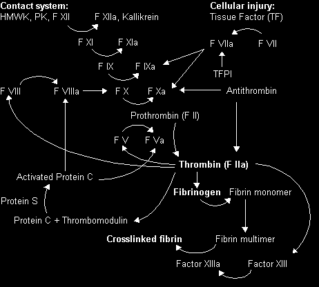 Obr. 6: Schématické znázornění koagulační kaskády. zdroj: http://www.hepcentro.com.br/exames.htm 2.3.2 Fibrinolytický systém Vzniklou sraženinu je třeba odstranit.