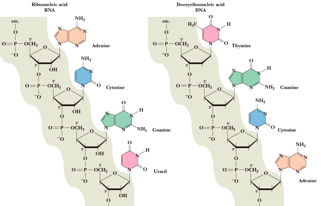 RNA vs.