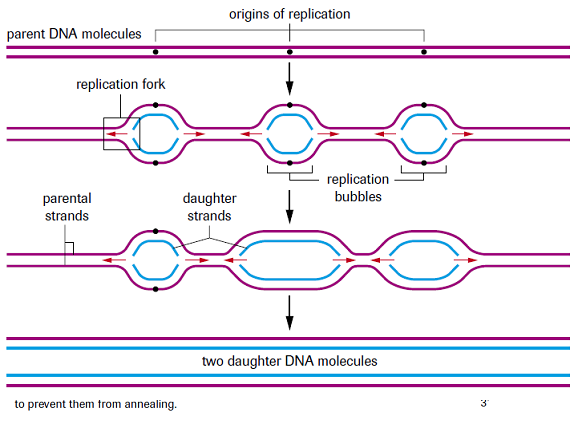 Replikace DNA Syntéza DNA začína v replikačních počátcích (typická sekvence, bohatá na AT, bakterie jeden rep. počátek, eukaryota více rep.