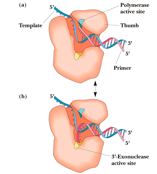 E. coli DNA