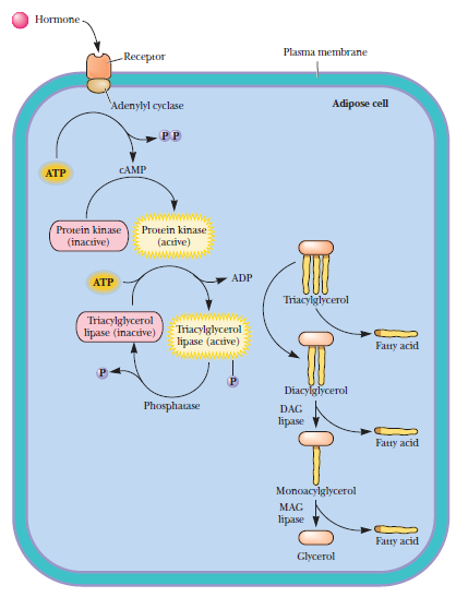 Uvolnění energie z tukové tkáně vazba hormonu na receptor v membráně adipocytu aktivace adenylát cyklázy štěpení