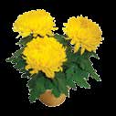 VZPOMEŇTE SI NA VŠECHNY, KTERÉ NOSÍTE V SRDCI Chryzantéma multiflora 1 ks, květináč 19 cm Chryzantéma