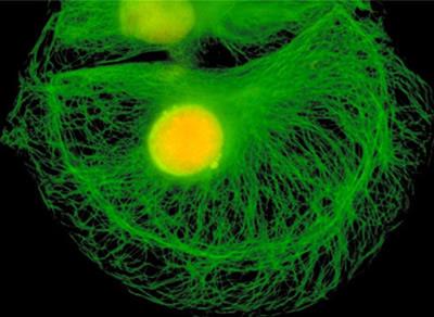 Chromogeny při imunofluorescenčních technikách: fluorescein-izothiokyanát (FITC, zelená barva) tetramethyl-rhodamin-izothiokyanát (TRITC, červená) texaská červeň (červená barva) Média pro