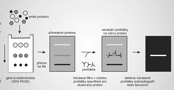 Obrázek 20: Westernový přenos detekce specifického proteinu stabilním gradientem ph.