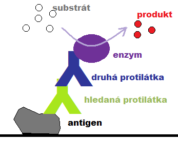 U této metody je nutné, aby hledaný antigen měl dvě vazebná místa, pro navázání protilátky na mikroplotně a druhé, detekční protilátky (TOMAN, 2009; SCHNEIDERKA, 2004). Obr.