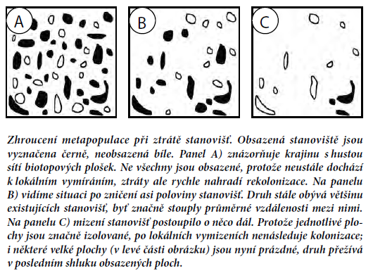 Snížení početnosti metapopulace zánik některých lokálních populací zvětšení průměrné vzdálenosti mezi zbylými populacemi ztížení migrace výrazný pokles početnosti druhu Př.