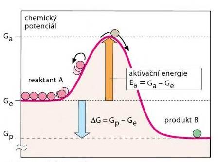 Energetika enzymových reakcí Změna volné (Gibbsovy) energie je termodynamická funkce vedoucí k pochopení katalytického účinku enzymů. 1. Reakce probíhá samovolně, když má D G negativní znaménko. 2.
