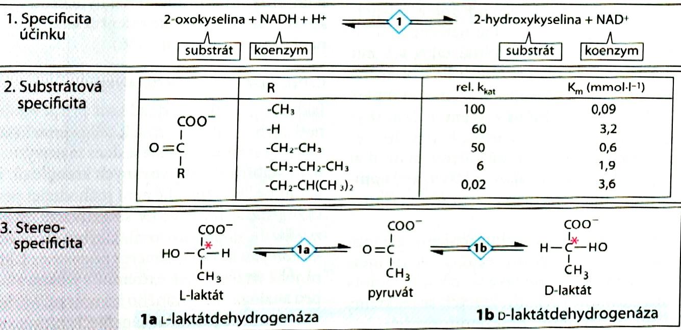 pyruvát Specificita enzymů laktát 200 000x hůře u živočichů