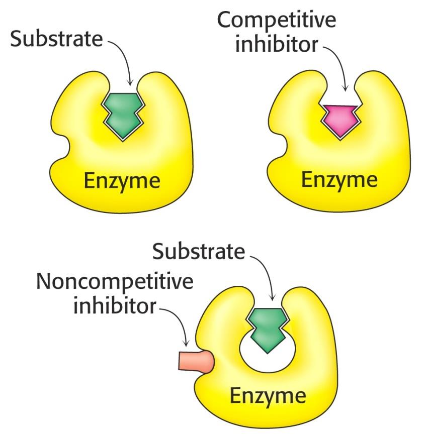 Inhibitor lze odstranit (dialýza, gelová filtrace) Kompetitivní Inhibitor se váže do aktivního místa Strukturní podobnost se substrátem Soutěžení inhibitoru se substrátem