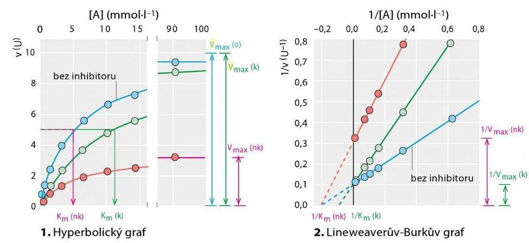 Kompetitivní a nekompetitivní inhibice