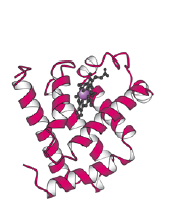 Myoglobin monomer 1 globin, 1 hem