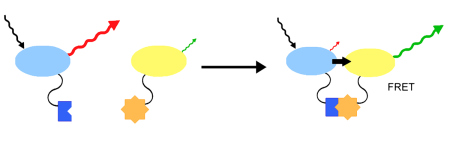 Fluorescence Resonance