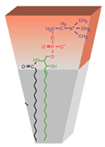 Membránové lipidy fosfatidylcholin sfingomyelin cholesterol kritické parametry uspořádání molekul lipidů