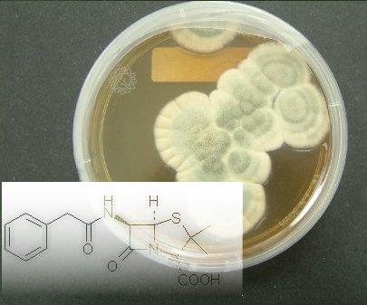 ALEXANDER FLEMING ( 6. srpna 1881 a 11.