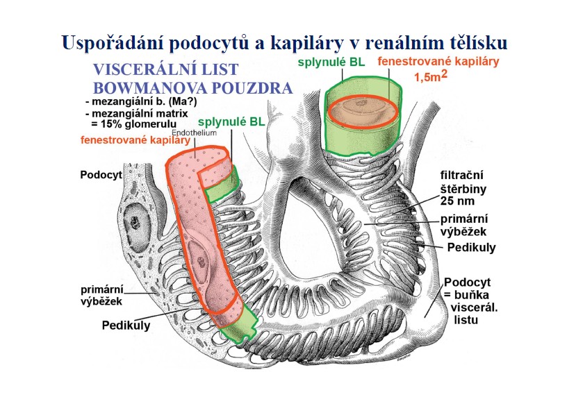 vazodilatační účinek a rozšiřuje vas afferens i efferns. Výsledný efekt pak závisí na poměru aktivity dopaminergních a adrenergních receptorů.