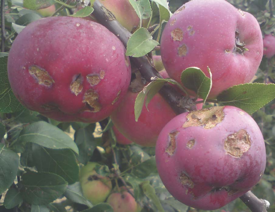BAREVNÁ PŘÍLOHA 45 Poškození jablek krupobitím Kvalitativní poškození