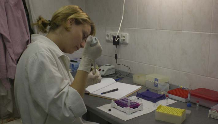 Pipetování vzorků do selekčních chovatelských programů (Dvořák a Říha, 2005).