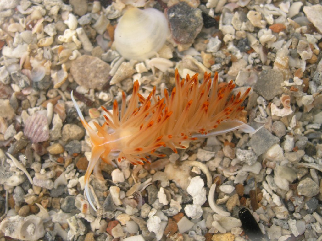 Nudibranchia: