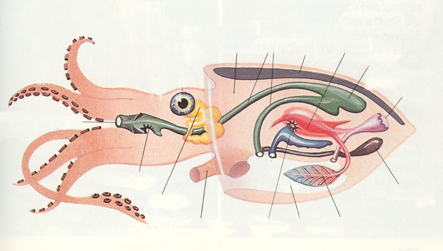 Anatomie - mezi kůží a pláštěm svalový vak reaktivní pohyb, ventilace - různé uspořádání žaber u desti- a osmiramenných - téměř uzavřený cévní