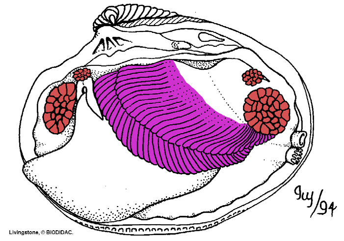 Bivalvia mlži - 2 lastury spojeny vazem (ligamentem) a většinou zámkem - mohutné svěrací