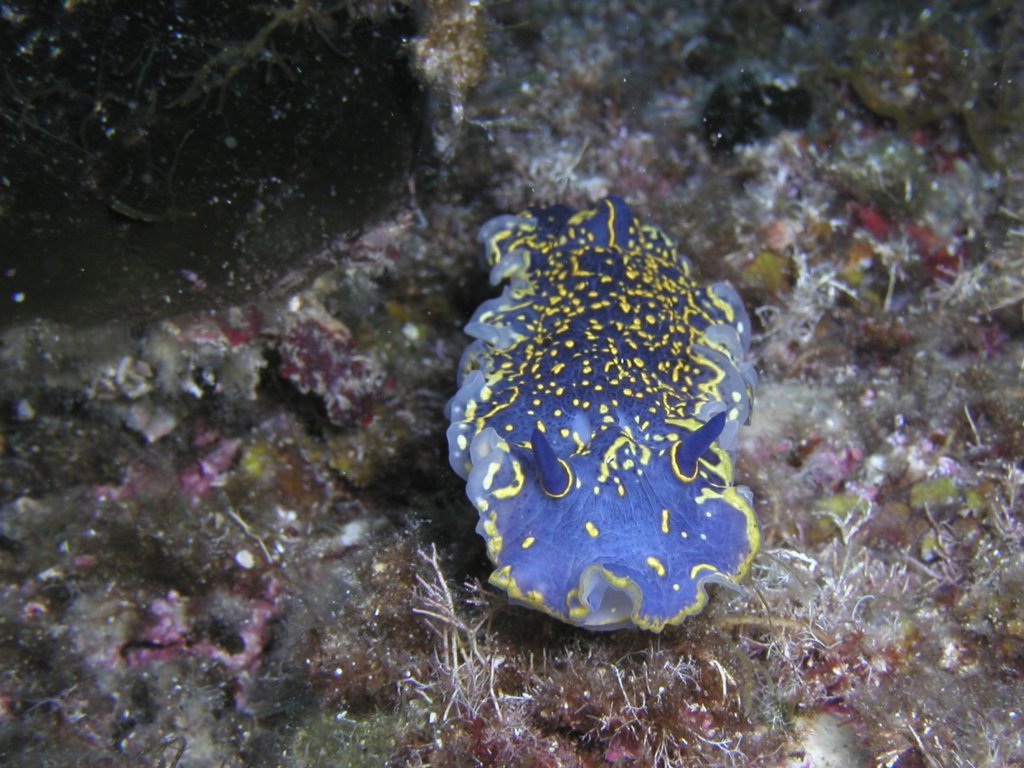 Nudibranchia: Doridina: