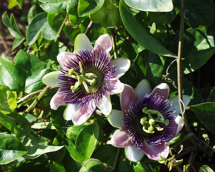 MUČENKA - PASSIFLORA AMETHYSTINA NÁROKY NA PĚSTOVÁNÍ: slunné a teplé