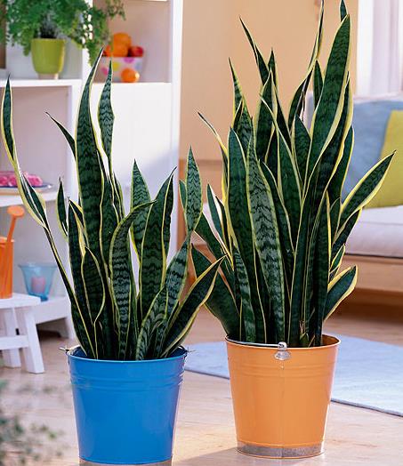 TCHÝNIN JAZYK - Sansevieria trifasciata NÁROKY NA PĚSTOVÁNÍ : lze