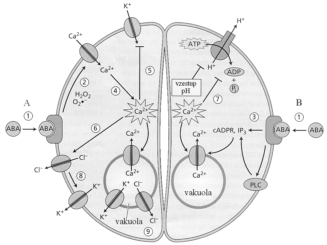 Obr. 12-11. Zjednodušené schéma signálních cest působení kyseliny abscisové (ABA) při zavírání průduchů. (Podle Taiz L., Zieger E.: Plant Physiology. Sinauer Associates, Inc.