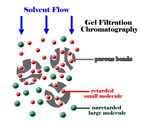 Gelová (permeační) chromatografie Gelová filtrace na principu molekulárního síta - molekuly se separují podle velikosti a tvaru v pórech gelu relat.