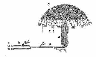 Způsob rozmnožování hub Z výtrusů primární mycélium (jednojaderné) Splynutí dvou mycélií vhodného typu