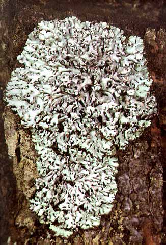 Lišejníky Symbióza houby a řasy (sinice) Rozmnožování především nepohlavně - soredie (drobounká tělíska z hyf spolu s