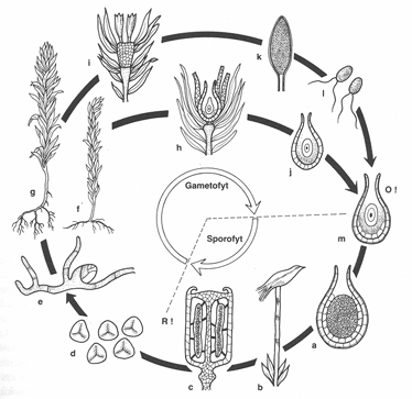 Životní cyklus mechorostů Z haploidní spory prvoklíček (gametofyt) Asimilující