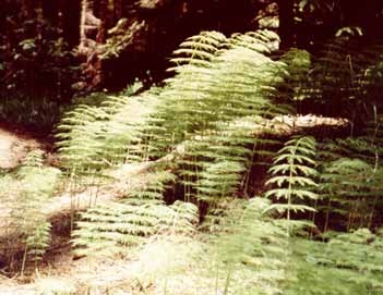 Přesličky přeslička lesní Obvykle silný, větvený oddenek sloužící k vegetativnímu rozmnožování U některých druhů rozděleny sporofyty a trofofyty Výtrusy jsou opatřené čtyřmi hygroskopickými mrštníky