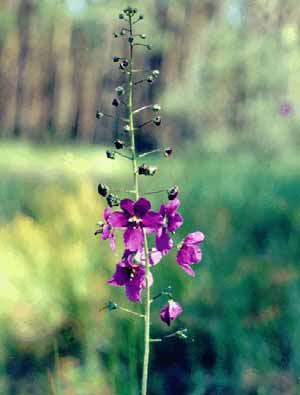 Krtičníkotvaré Většinou byliny oboupohlavné květy Pestík ze dvou plodolistů Tobolka nebo bobule Lilkovité