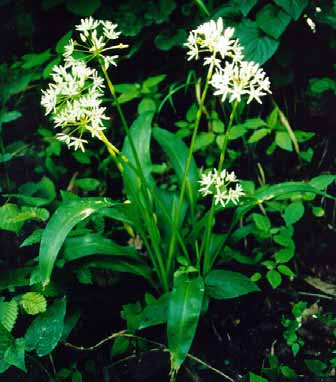 Liliotvaré Rozsáhlý řád s 19 čeleděmi Liliovité - cibule nebo oddenky Květy jsou trojčetné, pravidelné,