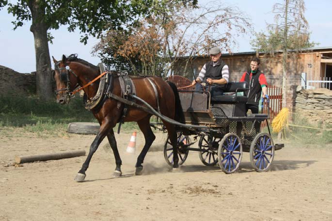 Kristián G ve 100denním testu. Sobota výstava MT Zde jsme prezentovali klisnu 81/114 Przedswit III MT-10/Loreta, kterou máme v našem oddíle zapůjčenou Ing. Jaroslavem Richterem CSc.