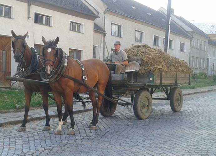 V Odrlicích se využívají koně na vše Čeho si letos nejvíce vážíte?