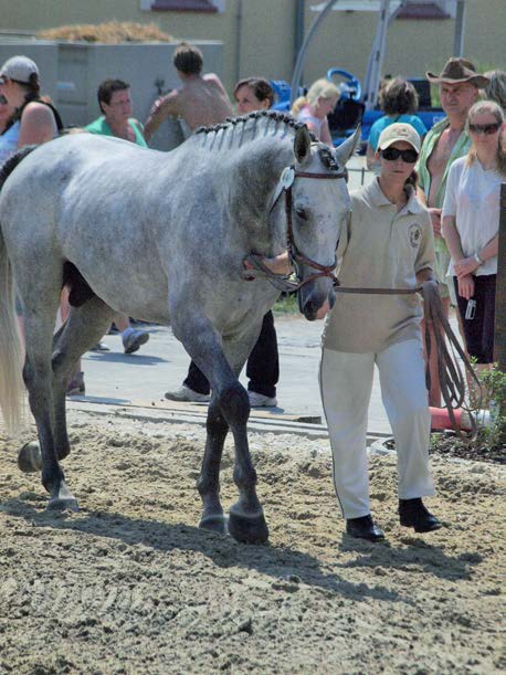 V Tlumačově je zvykem vyhlašovat šampiona výstavy. Již několik let díky společnosti HYJÉ koně, z.s. se kromě šampiona, kterého určí odborná komise, vyhlašuje i nejkrásnější kůň očima diváků.