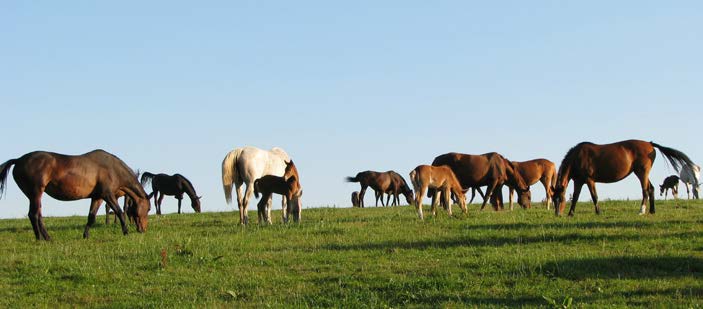 1. ČINNOST SCHPMT V ROCE 2015 Moravský teplokrevník je chován u jednotlivých chovatelů na území celé České republiky. Tak jako v minulém roce i letos došlo k nárůstu počtu koní MT a k 31. 12.