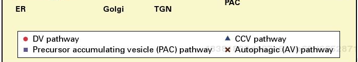 v ER. Skladovány přímo v ER jako PB (zeiny) nebo autofagocytózou dopravovány do vakuoly.
