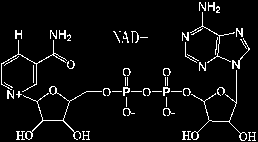 4) součásti koenzymů NAD +, NADP +, FAD, CoA Obrázky převzaty z http://lxyang.myweb.uga.