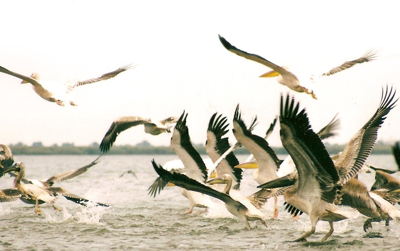 Úvod / založení společnosti / Na jaře roku 2007 byla iniciativou šesti zakladatelů založena obecně prospěšná společnost ALKA Wildlife.