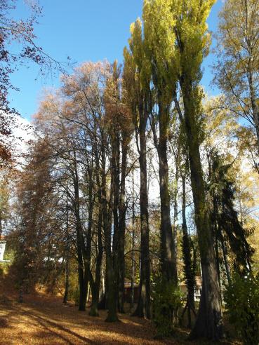 2. Populus nigra Italica - topol vlašský průměr kmene v 1,3 m 75 cm, průmět koruny 6 m, výška 35 m, suché větve v koruně 25%.