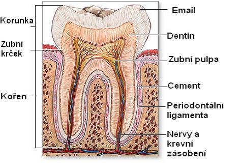 2. ZUB Počet zubů, tvar, velikost a uspořádání se mohou mezi živočišnými druhy lišit, jelikož během evoluce došlo k přizpůsobení dentice typu potravy a dalším funkcím.