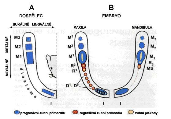 Obr. 5: (A) Zubní vzorec funkční dentice myši. Každý kvadrant je tvořen jedním řezákem (I), bezzubou diastemou a prvním (M1), druhým (M2) a třetím molárem (M3).