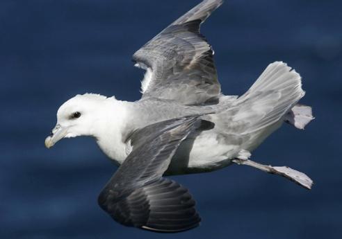 FAUNA a FLÓRA vzhledem k drsným klimatickým a přírodním podmínkám je Antarktida obývána pouze vědeckými pracovníky výzkumných polárních stanic mnoha států.